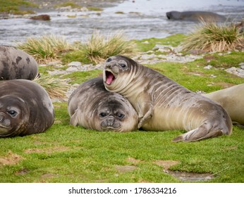 Young Elephant Seals Playing On Grass On South Georgia Island