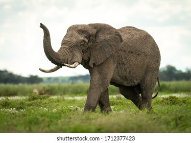 Young Elephant Walking With Trunk Up