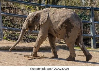 A Young Elephant In A Zoo Cage