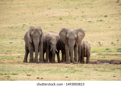 Young elephants standing next to each other in a group, all looking into the same direction except for one. - Shutterstock ID 1493003813