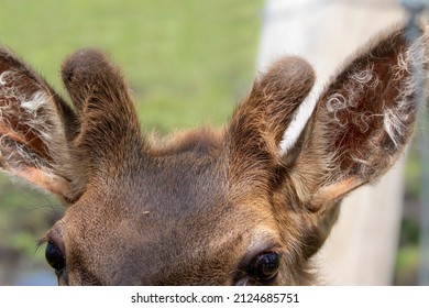 The young elk (Cervus canadensis), also known as the wapiti with growing antlers in velvet.