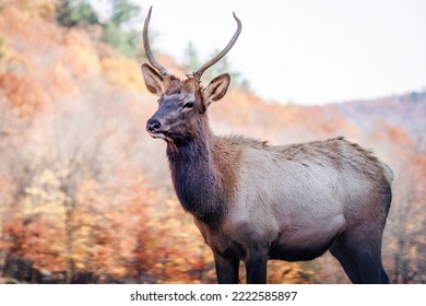 A Young Elk Isolated Against A Fall Foliage Background