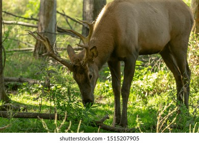 young elk antlers