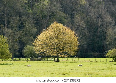 Young Elm Tree In Spring