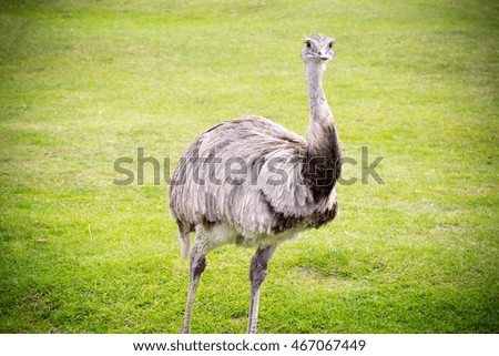 Similar – Image, Stock Photo Portrait of a tall, slim, young woman lying in stiff grass and smiling