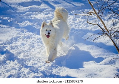 2,218 Canada day dog Images, Stock Photos & Vectors | Shutterstock