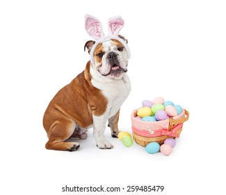 A young English Bulldog wearing Easter Bunny ears sitting next to a colorful basket of eggs