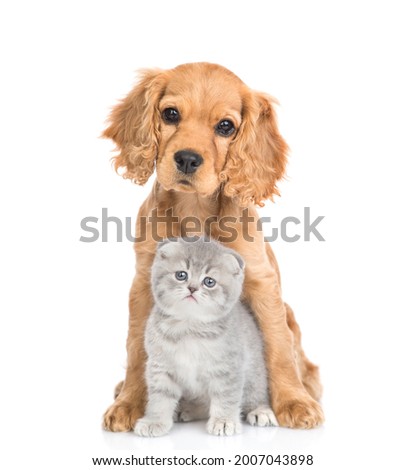 Young English cocker spaniel puppy dog hugs kitten. Pets sit in front view and look at camera together. isolated on white background.