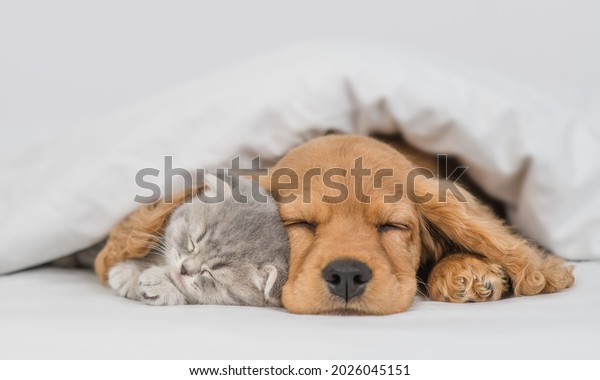 Young English Cocker\
spaniel puppy hugs kitten. Pets sleep together under white warm\
blanket on a bed at home