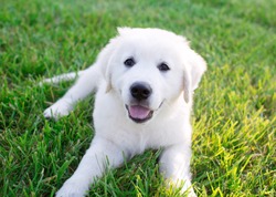 Young English Cream (white) Golden Retriever Puppy Outside, Smiling