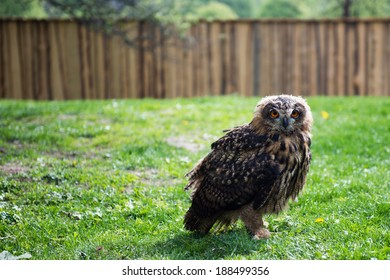 young Eurasian Eagle Owl (Bubo bubo)