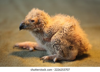 A young Eurasian Eagle Owl which has just come out of its egg
