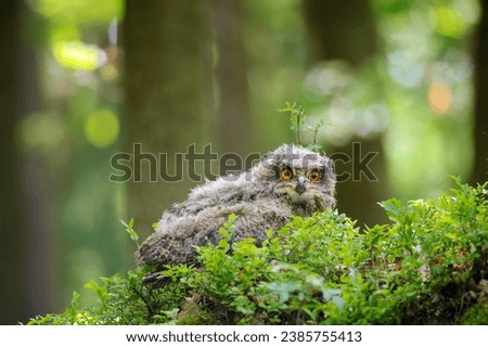 Young eurasian eagle-owl in blueberry patch inside forest on sunny day