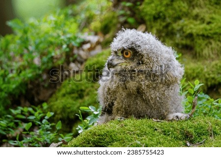 Young eurasian eagle-owl on the moss looking to the left side.