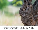 A young Eurasian Hoopoe (Upupa epops) peeks its head out from its nesting cavity and looks around. The bird