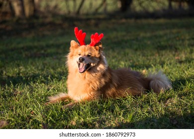 Young Eurasian Male Dog Playing With Reindeer Ears