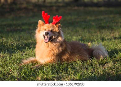 Young Eurasian Male Dog Playing With Reindeer Ears