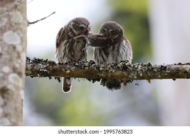 Young Eurasian Pygmy Owl  Is Fed Swabian Jura 