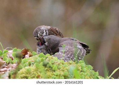 Young Eurasian Pygmy Owl  Is Fed Swabian Jura