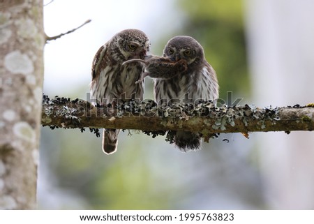 young Eurasian pygmy owl  is fed Swabian Jura 