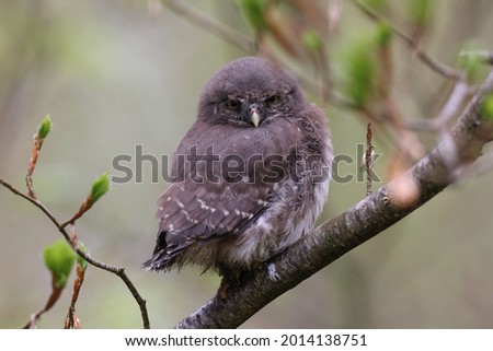 young Eurasian pygmy owl (Glaucidium passerinum) Swabian Jura 