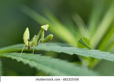 Young European Mantis or Praying Mantis, Mantis religiosa, on leaf