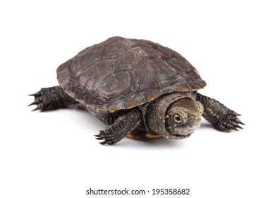 2,049 European pond turtle Images, Stock Photos & Vectors | Shutterstock