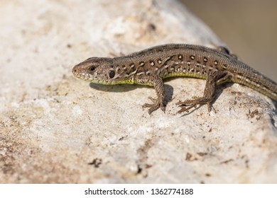 Young European Sand Lizard Sun Bathing On A Rock