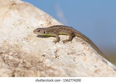 Young European Sand Lizard Sun Bathing On A Rock