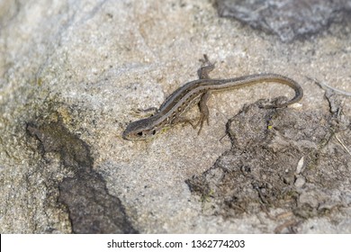 Young European Sand Lizard Sun Bathing On A Rock