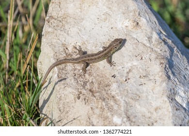 Young European Sand Lizard Sun Bathing On A Rock