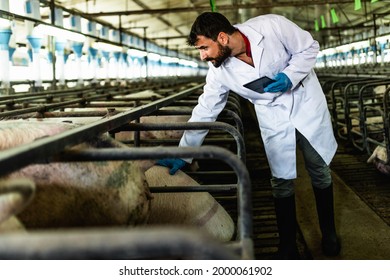 Young experienced veterinarian working and checking animals health condition on huge pig farm. He is giving injections and vitamin cocktails to you animals to make them stringer and healthier.