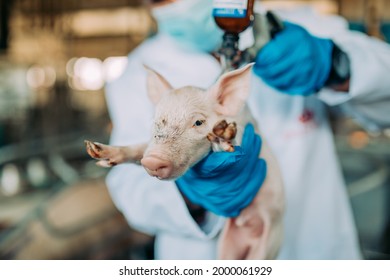 Young experienced veterinarian working and checking animals health condition on huge pig farm. He is giving injections and vitamin cocktails to you animals to make them stringer and healthier.