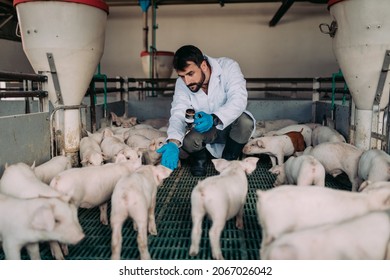 Young experienced veterinarian working and checking animals health condition on huge pig farm. He is giving injections and vitamin cocktails to you animals to make them stronger and healthier.