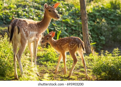 Young Fallow Dear With Mum