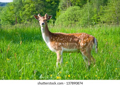 young fallow deer