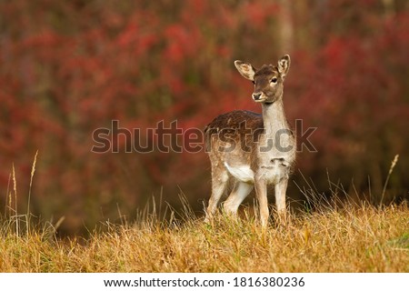 Young fallow deer, dama dama, fawn looking on autumn meadow with red leaves in background. Spotted mammal with brown fur standing in colorful autumn scenery with copy space.
