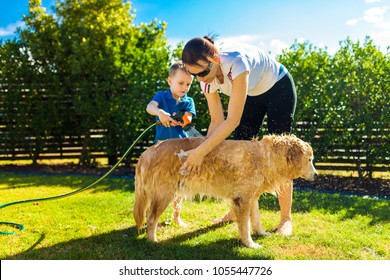 Young Family Washing Their Goldern Retriever Dog In The Backyard With A Hose.