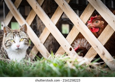 A Young Farm Cat Watching Caged Backyard Chickens Eating Feed Through A Wooden Fence Built For Urban Hens In Alberta Canada