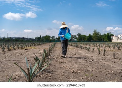 A Young Farm Worker Applying Insecticides To Agave Plants.