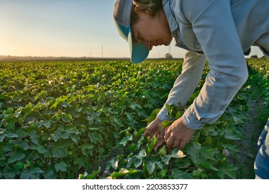 Young Farmer Agronomist Woman Inspecting And Quality Control Over Plants.
Farmer Examining Cotton Plant Field