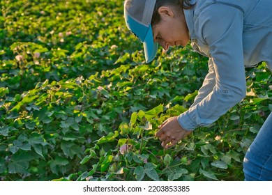 Young Farmer Agronomist Woman Inspecting And Quality Control Over Plants.
Farmer Examining Cotton Plant Field