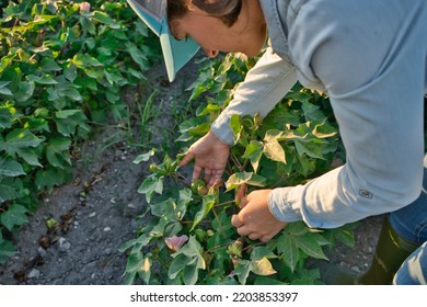 Young Farmer Agronomist Woman Inspecting And Quality Control Over Plants.
Farmer Examining Cotton Plant Field