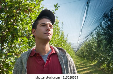 A Young Farmer In The Apple Orchard With Hail Nets