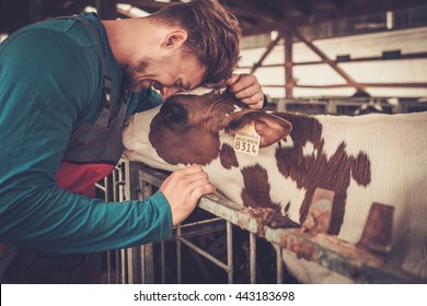 Young farmer and calf in the cowshed in dairy farm.