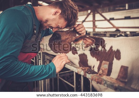 Young farmer and calf in the cowshed in dairy farm.