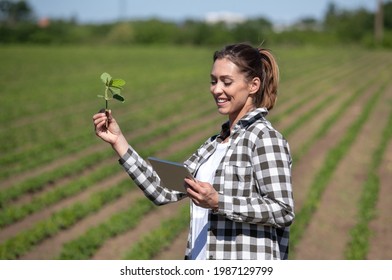 Young Farmer Checking Examining Holding Soy Seedling. Female Agronomist In Field Using Tablet To Collect Data. 