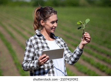 Young Farmer Checking Examining Holding Soy Seedling. Female Agronomist In Field Using Tablet To Collect Data. 