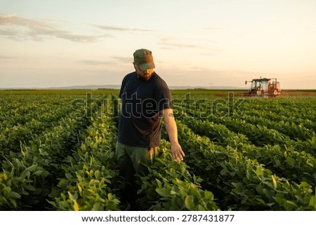 Young farmer checking soybean crop growth in agricultural field during golden sunset hours, with tractor in background. Modern farming, agriculture and crop inspection concept.