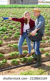 Young Farmer Couple Standing On Vegetable Farm Field During Spring Works, Talking About Some Current Issues